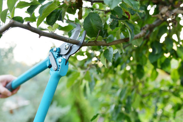 Best Emergency Tree Service  in St Joseph, MN